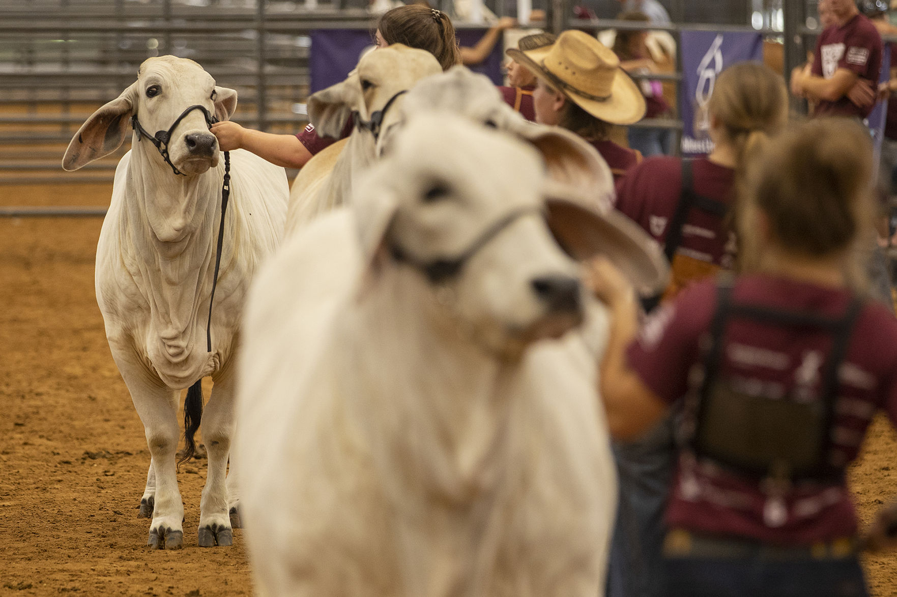 20200703 BRAHMAN MM 02